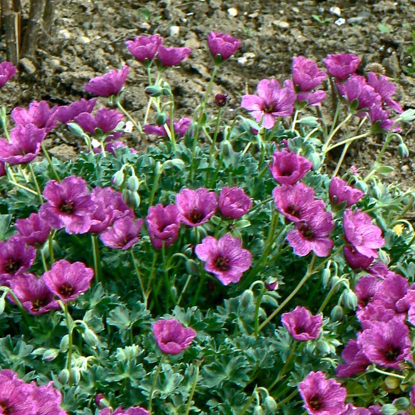 Giuseppe Dwarf Cranesbill, Grayleaf Cranesbill