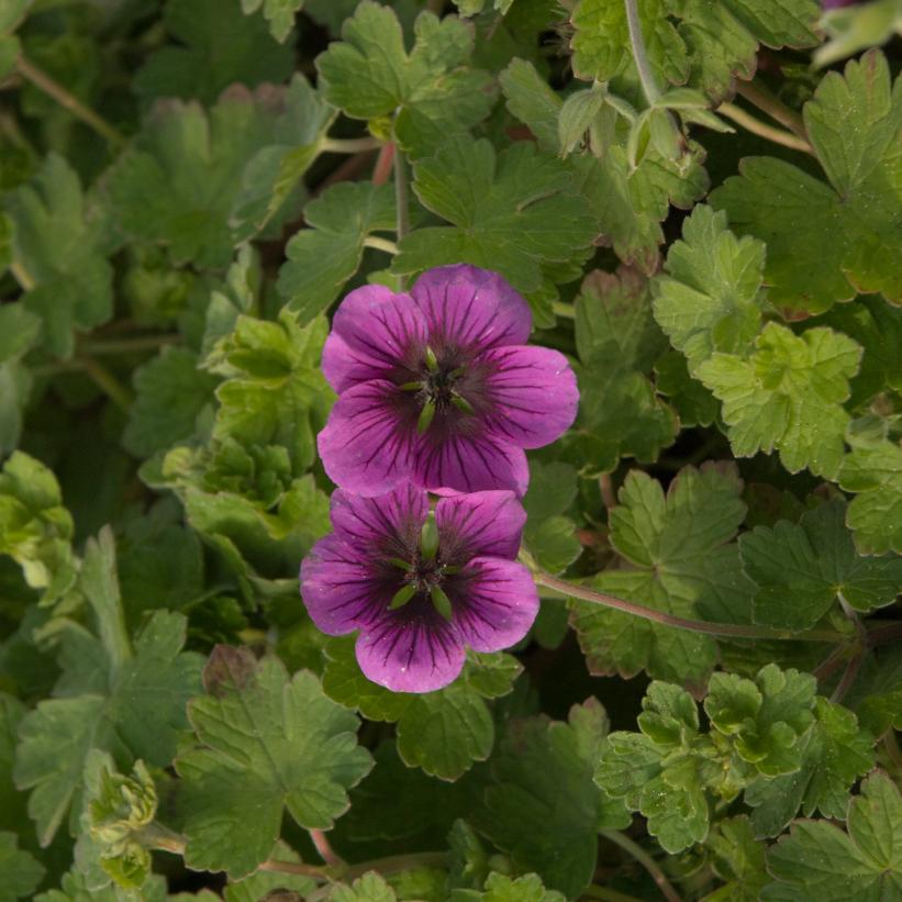 Perfect Storm Cranesbill