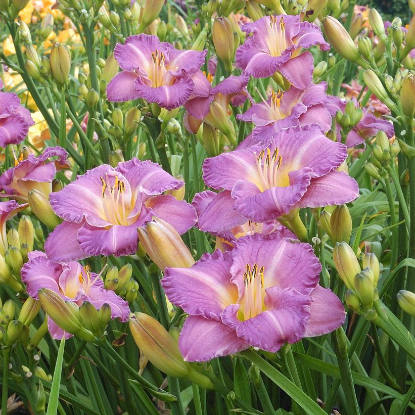 Entrapment Daylily