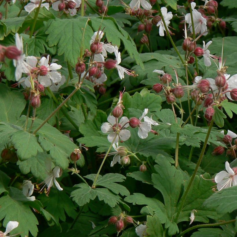 Spessart Bigroot Geranium, Scented Cranesbill