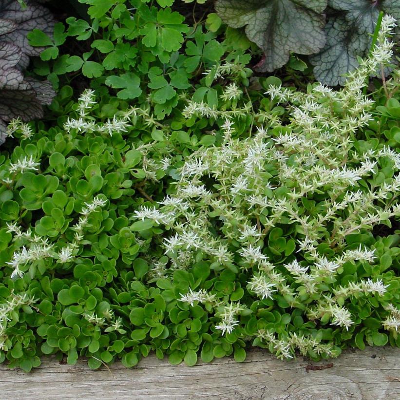 Woodland Stonecrop, Whorled Stonecrop, Wild Stonecrop - Sedum ternatum &