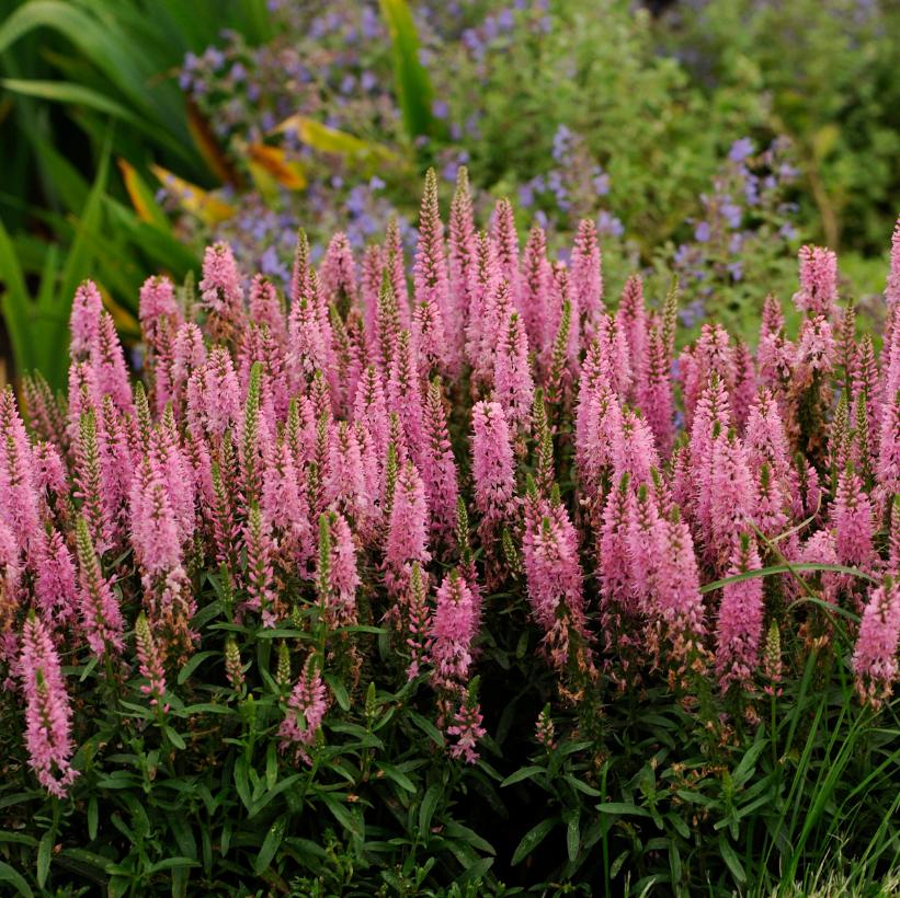 Giles van Hees Speedwell