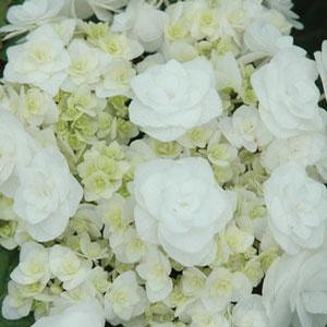 Wedding Gown Hydrangea
