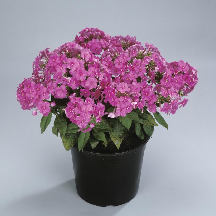 Purple Flame™ Phlox, Garden Phlox