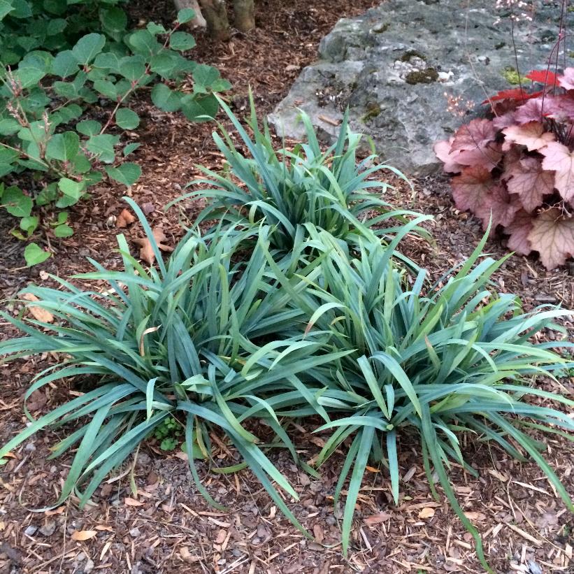 Bunny Blue™ Sedge