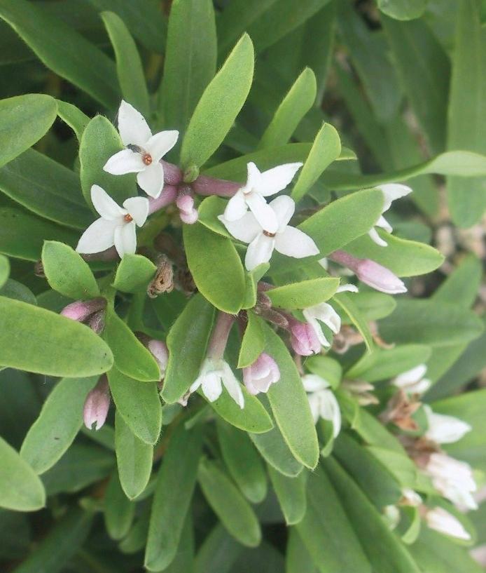 Eternal Fragrance™ Daphne - Daphne x transatlantica Eternal Fragrance™ (&