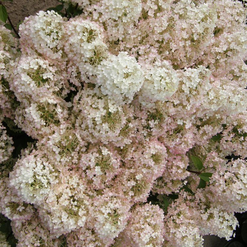ILVOBO Bobo® Hydrangea
