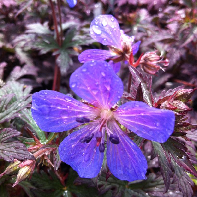 Dark Lord Geranium, Cranesbill