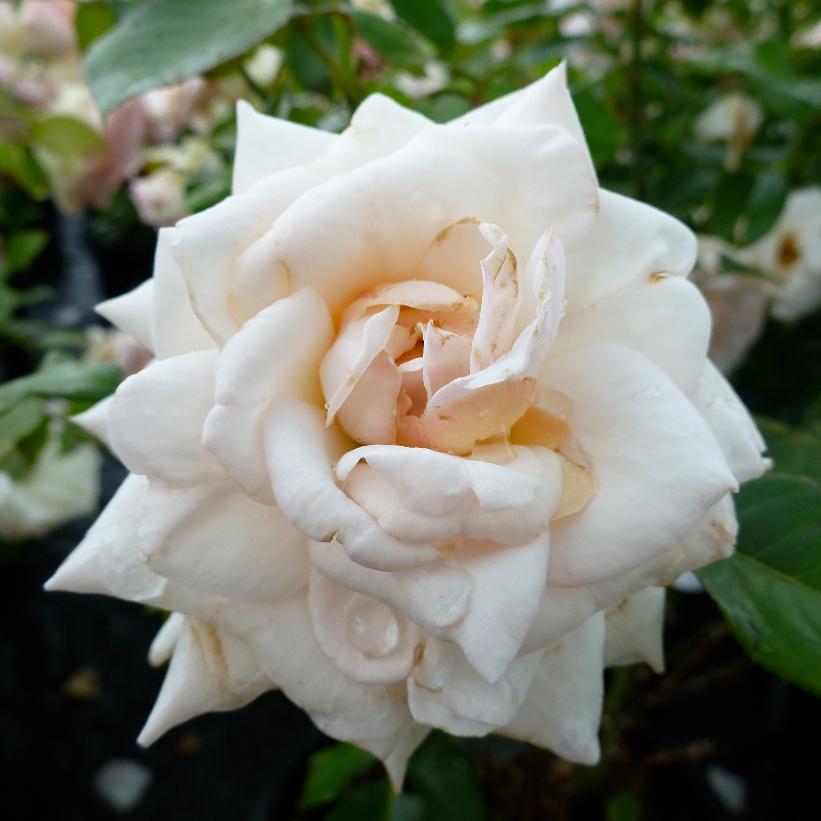 Swan Lake Climbing Rose