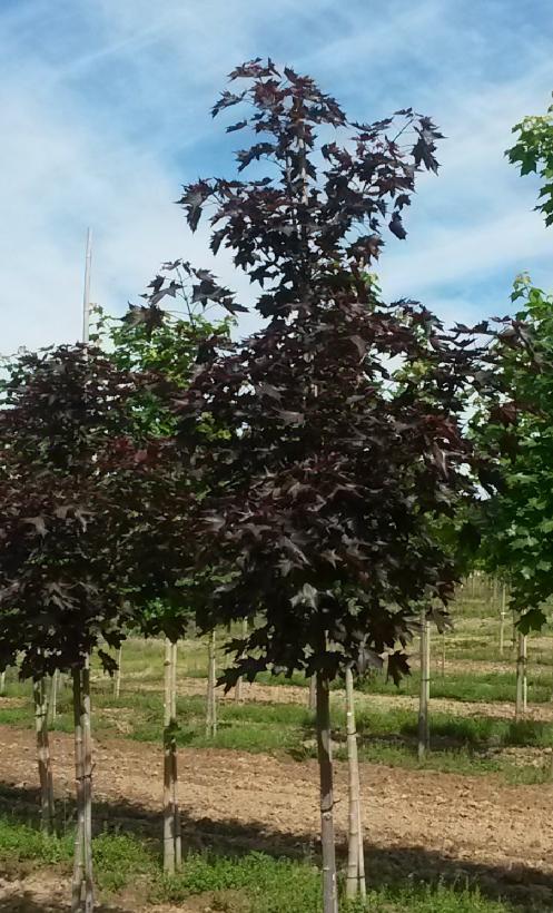 Crimson Sunset® Maple