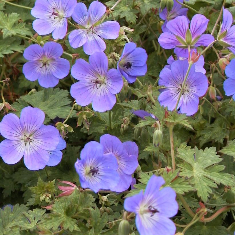 Rozanne Cranesbill, Geranium
