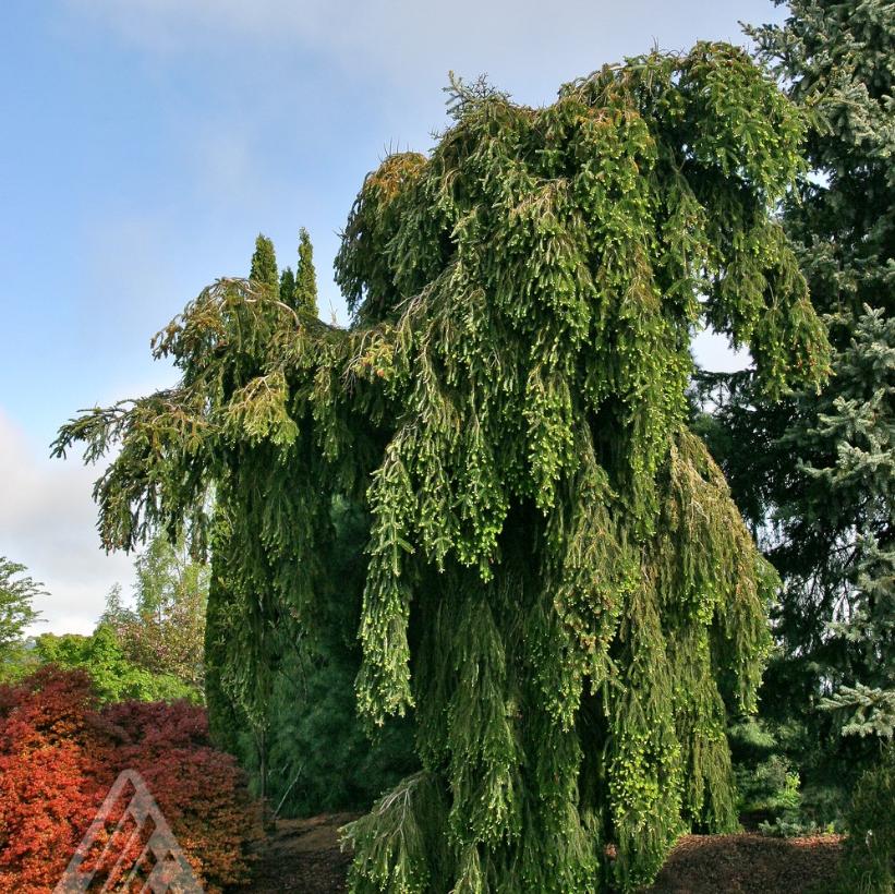 Green Spiral Silver Fir