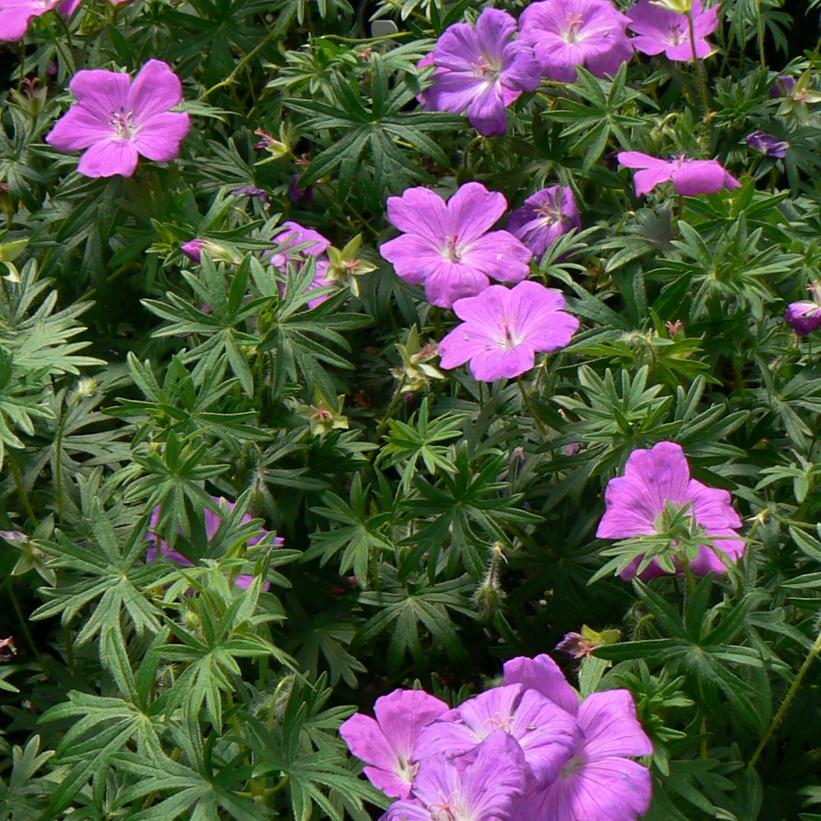 Bloody Cranesbill, Geranium