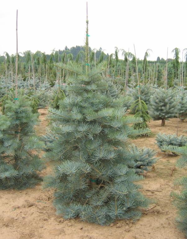 Select White Fir