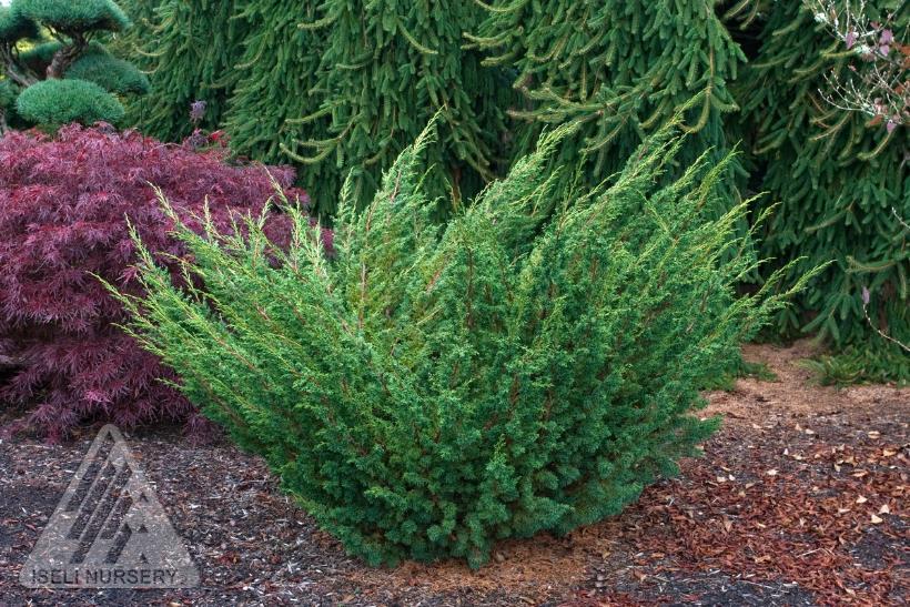 Shimpaku Juniper