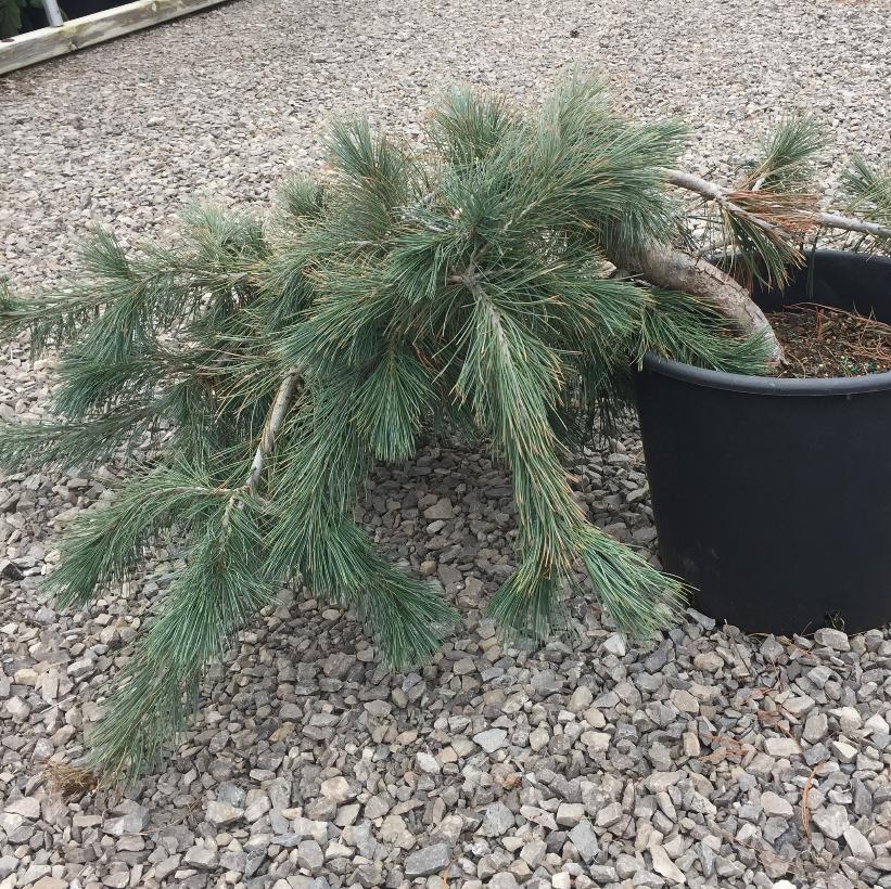Creeping Limber Pine