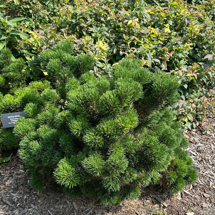 Jakobsen Dwarf Mugo Pine
