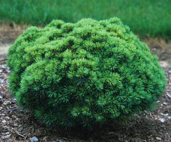Sea Urchin Eastern White Pine - Pinus strobus &