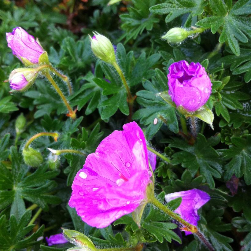 Max Frei Bloody Cranesbill, Geranium