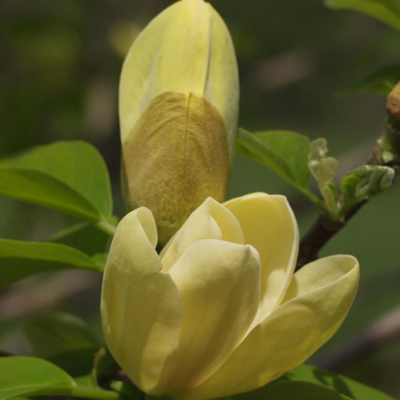Yellow Bird Magnolia - Magnolia x brooklynensis 'Yellow Bird'
