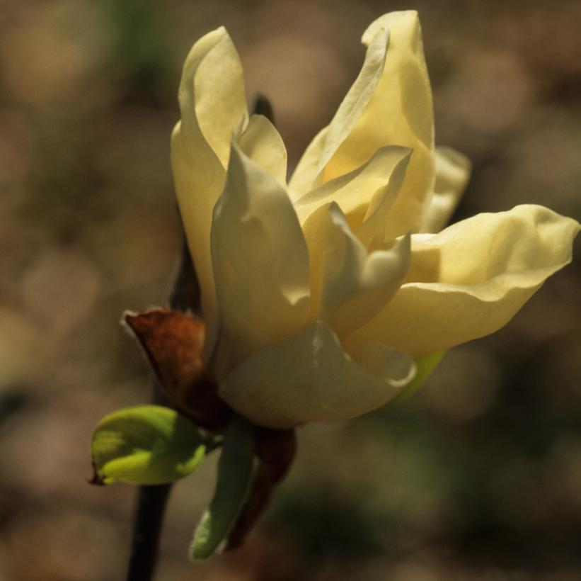 Elizabeth Magnolia