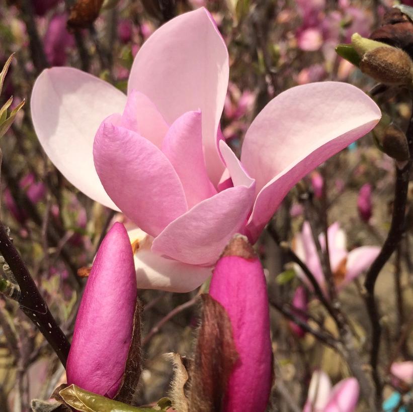 Jane Magnolia