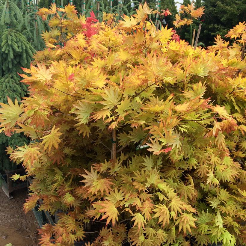 Autumn Moon Full Moon Maple - Acer shirasawanum &
