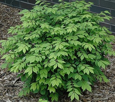 Odom Little Moses Burning Bush