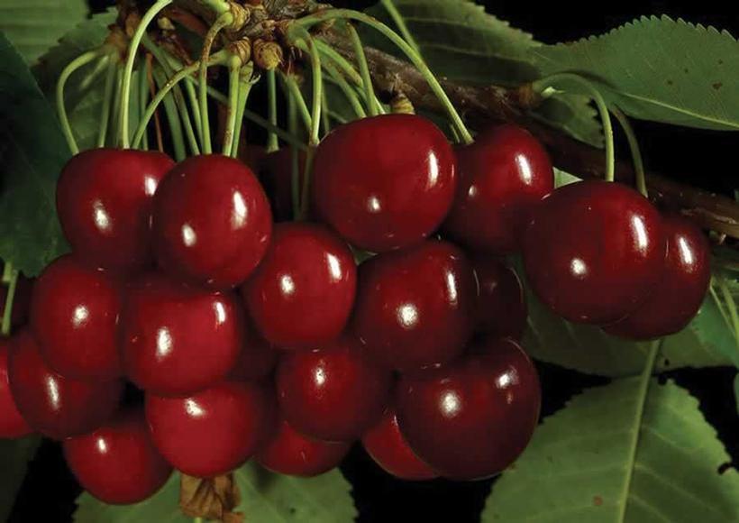 Sam Cherry