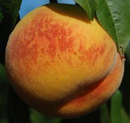 Veteran Peach
