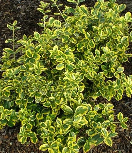 Canadale Gold Euonymus