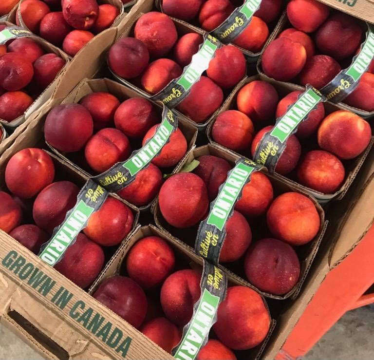 Fantasia Nectarine
