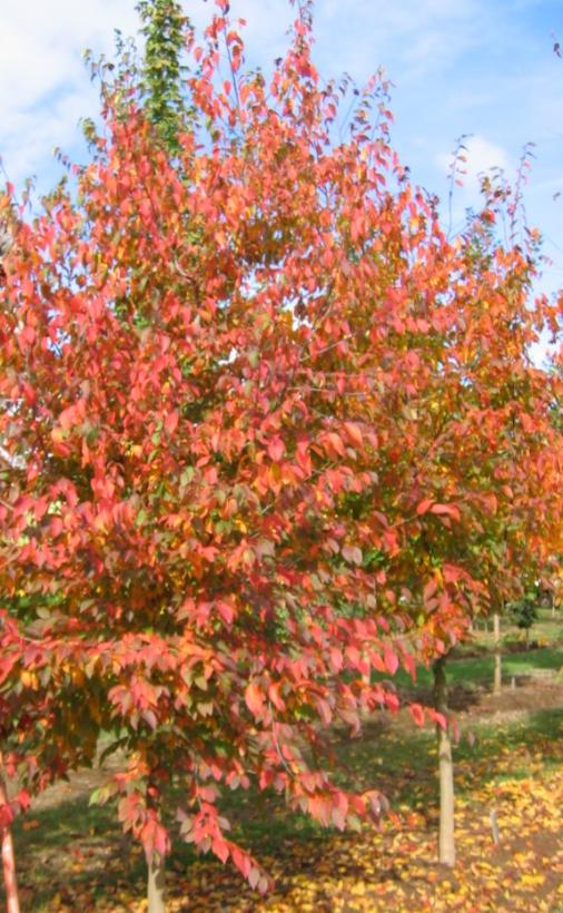 Native Flame® Hornbeam