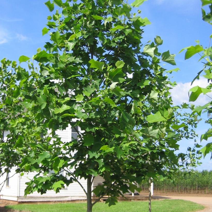 Emerald City® Tulip Tree