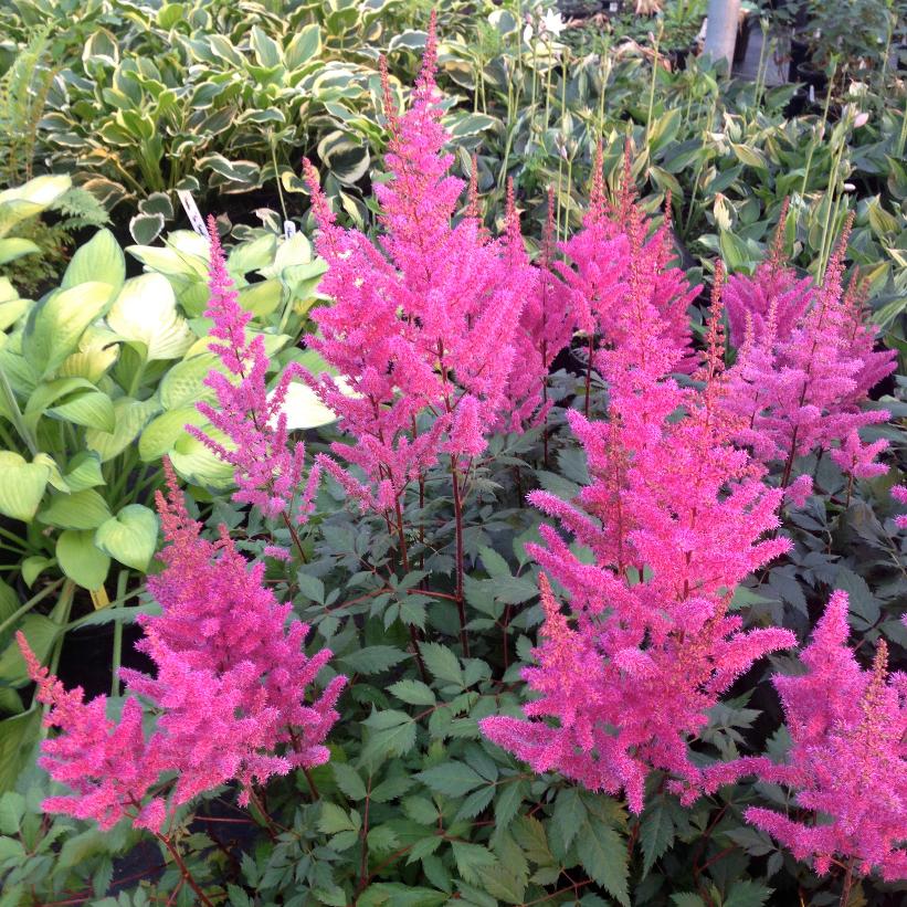 Maggie Daley False Spirea, Chinese Astilbe