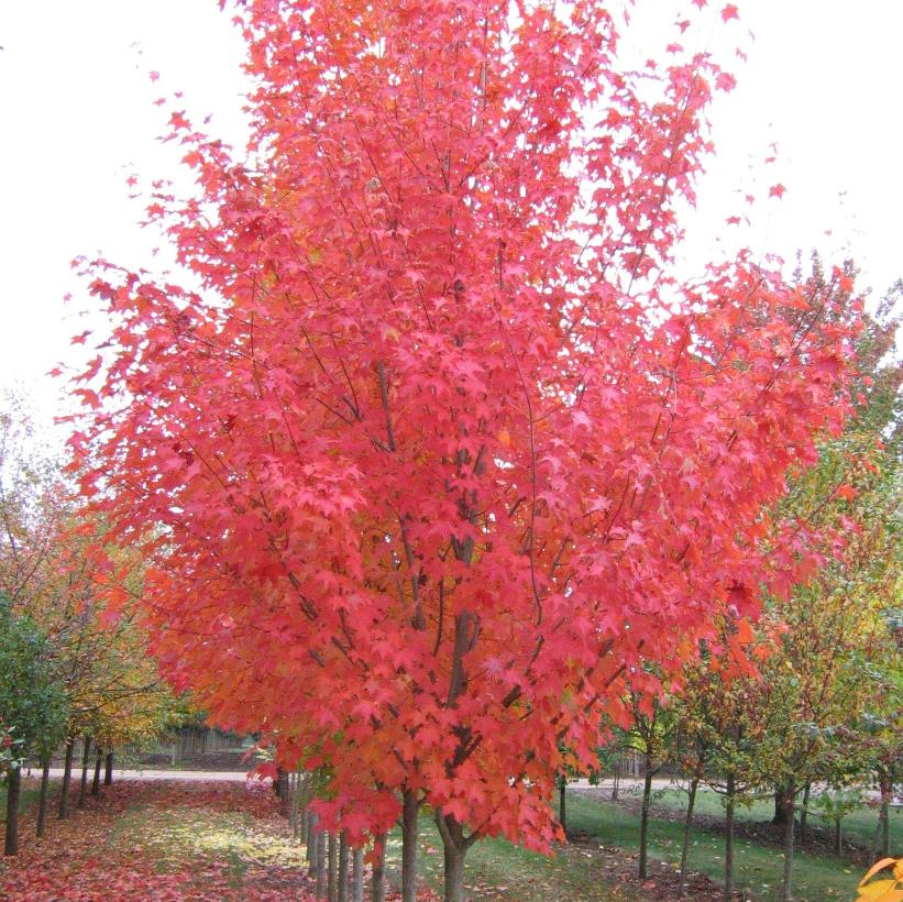 Highland Park® Bigtooth Maple