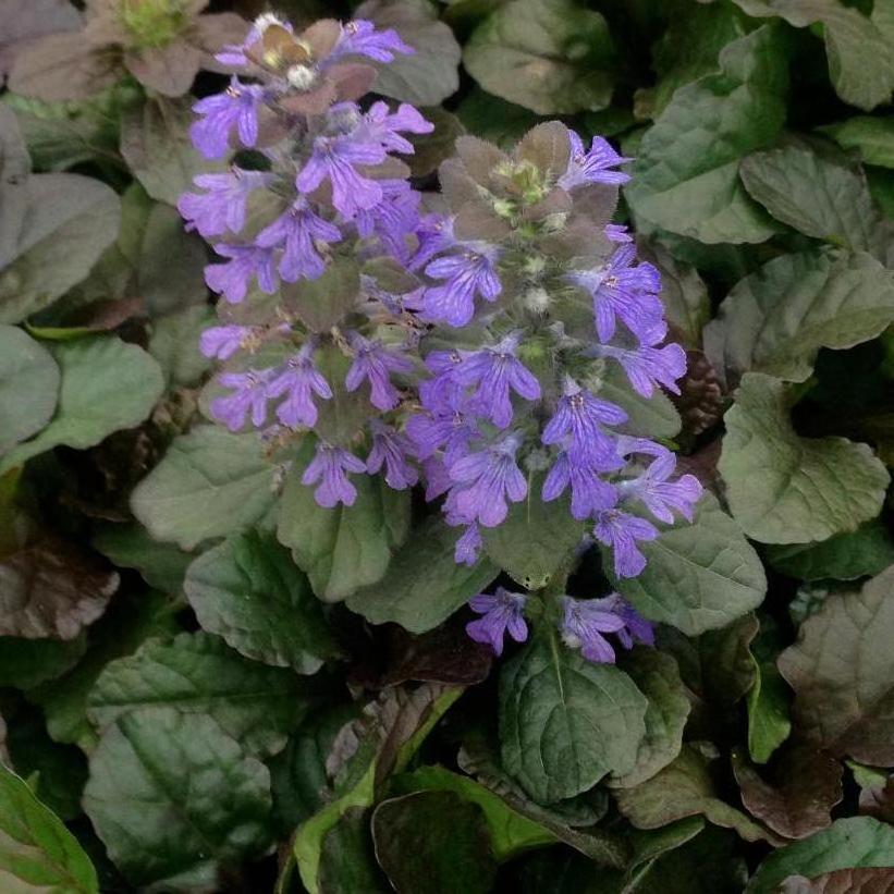 Bronze Beauty Bugleweed