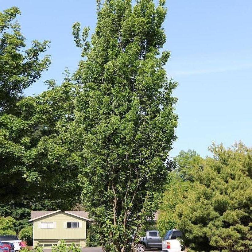 Prairie Sentinel® Hackberry