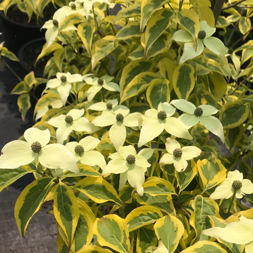 Summer Gold Dogwood