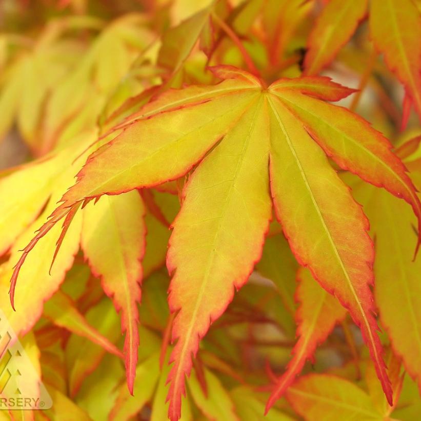 Katsura Japanese Maple - Acer palmatum &