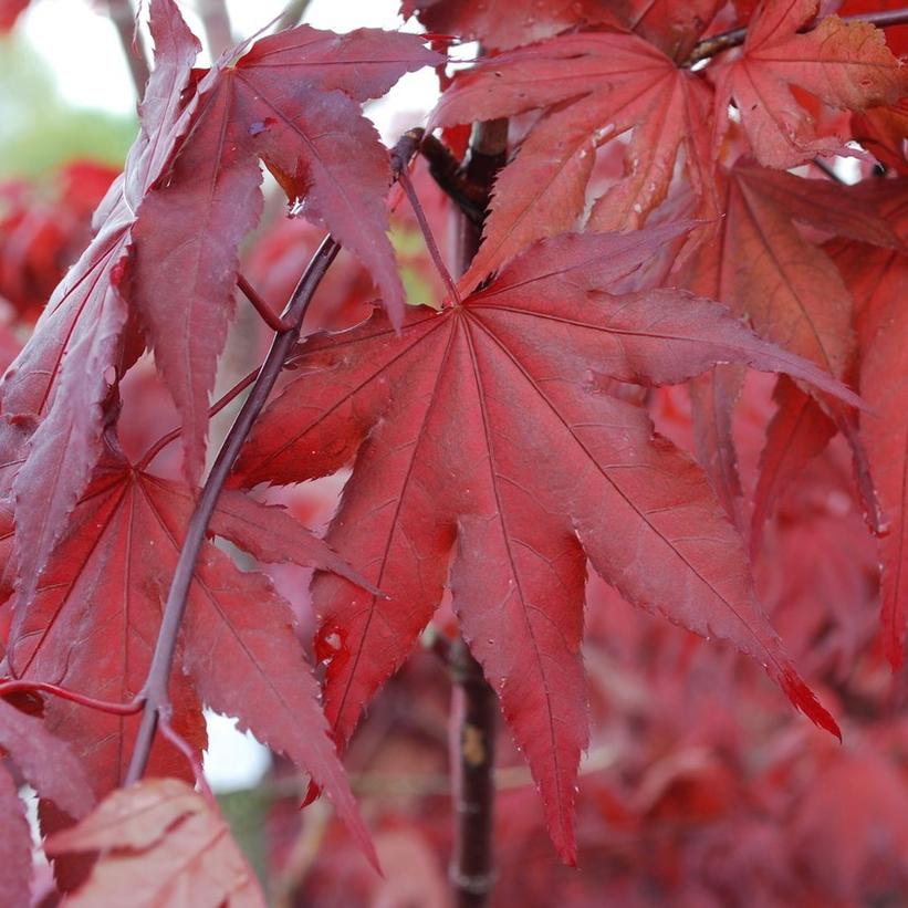 Purple Ghost Japanese Maple - Acer palmatum &