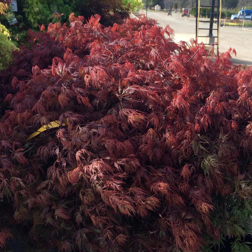 Orangeola Japanese Maple - Acer palmatum dissectum &