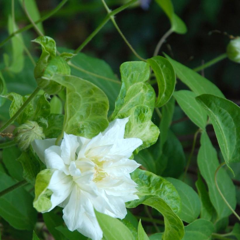 Duchess of Edinburgh Clematis
