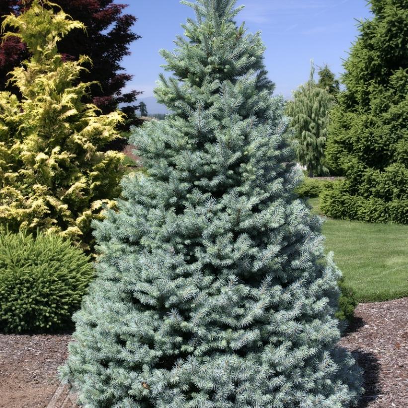 Sester Dwarf Blue Spruce