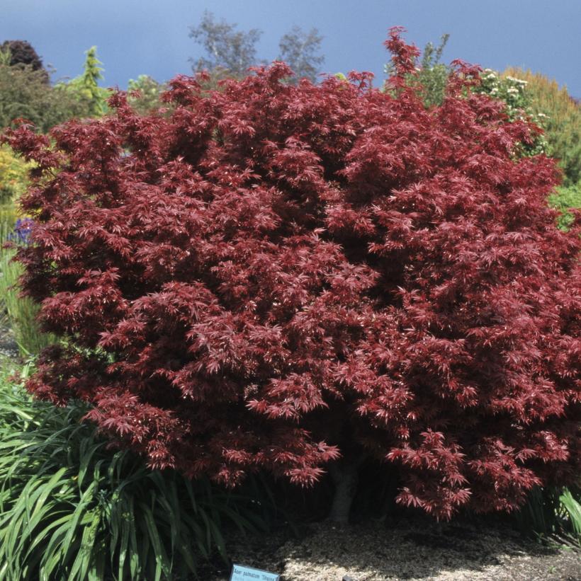 Shaina Japanese Maple - Acer palmatum &