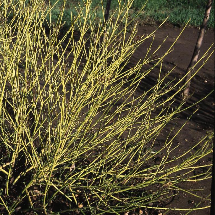Bud European Yellowtwig Dogwood