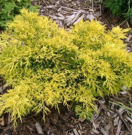 Gold Lace Juniper