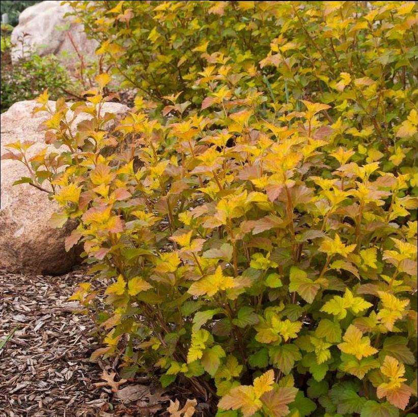 Jefam Amber Jubilee™ Ninebark