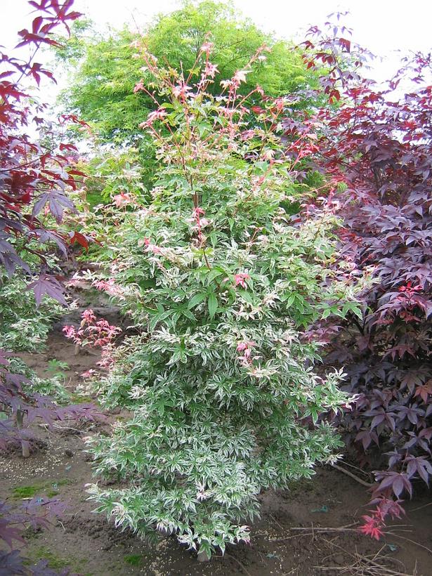 Butterfly Japanese Maple - Acer palmatum &