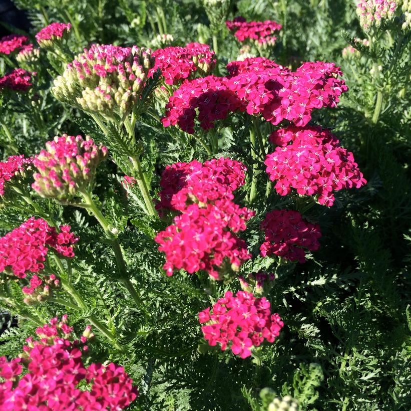 Saucy Seduction Yarrow